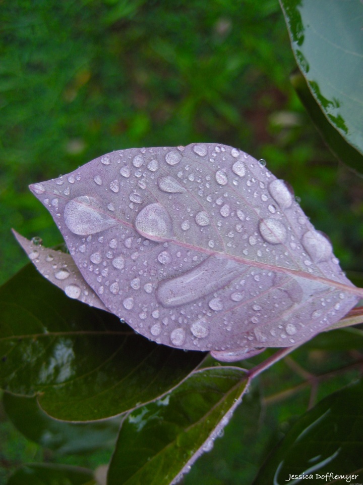2013-12-11_purple leaf