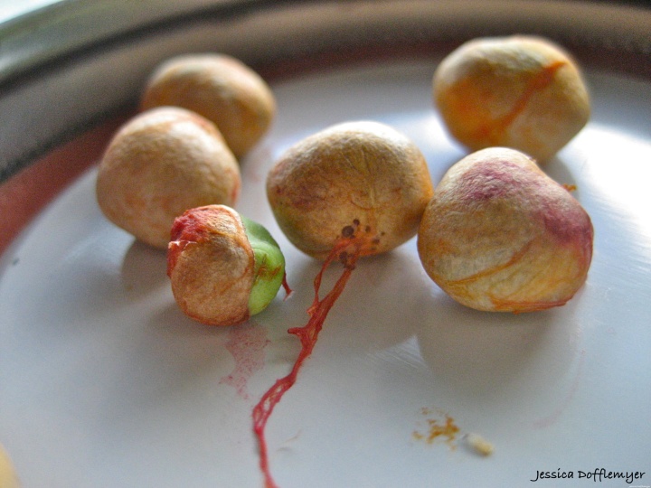 2014-01-21_cherry seeds