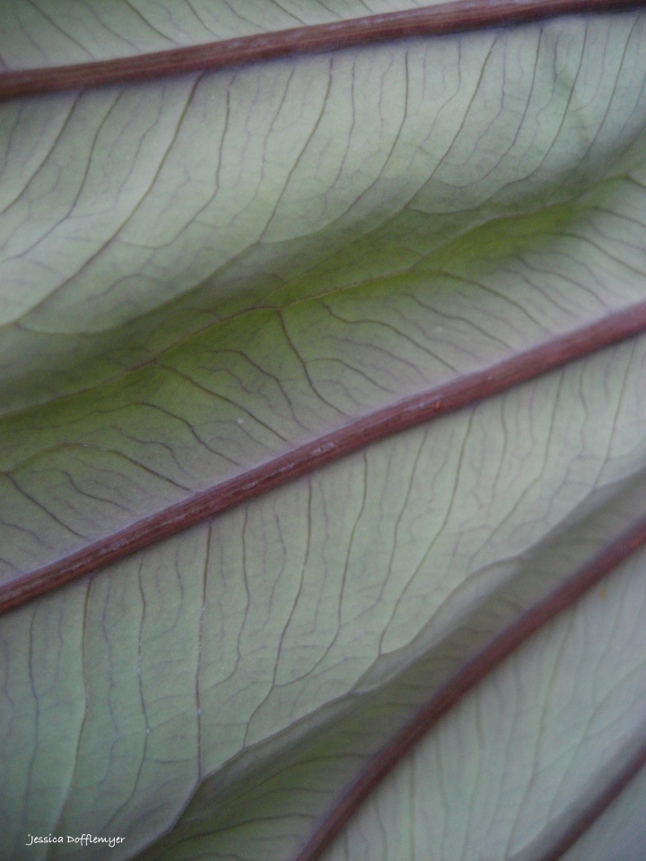 the underside of a kalo leaf (also known as taro)